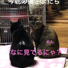 晩ご飯/黒猫/にこ/くろ/猫/めん/... おはようございます☁️
寒い空😵今日は出…(10枚目)