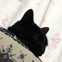 黒猫/くろ/にこ/めん/猫 おはようございます。よく雨降りますね☔️…(1枚目)