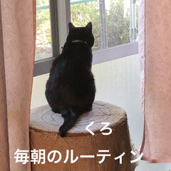 空/朝ご飯/黒猫/にこ/くろ/猫/... おはようございます😊
今朝はまた少し朝の…(9枚目)