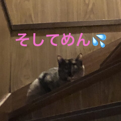 空/振袖/猫/めん/くろ/黒猫/... 今日末娘が大学を卒業します。
早朝に知り…(7枚目)