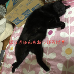 晩ご飯/猫/めん/くろ/にこ/黒猫 今日はうちの猫さまたちご機嫌なのかお腹見…(5枚目)