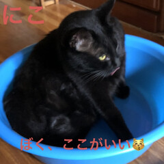 にこ/黒猫/癒し/猫飼のしあわせ/夏対策 お湯遊びで使ってるたらいは慣れる為に
リ…(1枚目)