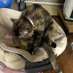 晩ご飯/めん/猫/くろ/にこ/黒猫/... 今日も一日おつかれ様です。今日は珍しく最…