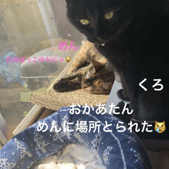 猫飼いのしあわせ/癒し/くろ/にこ/黒猫/めん/... 良いお天気の中、落ち着いて寝てる猫さまた…(1枚目)