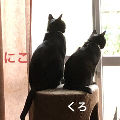 くろ/にこ/黒猫/めん/猫/癒し/... 朝ご飯を食べてのんびり過ごす猫様たち😊
…(1枚目)