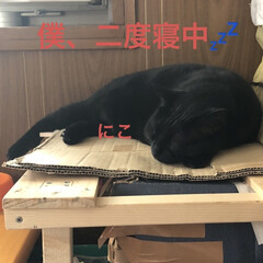 空/めん/猫/くろ/にこ/黒猫 おはようございます☀
お寝坊なおかあたん…(8枚目)