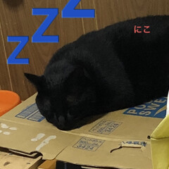 晩ご飯/めん/猫/くろ/にこ/黒猫 こんばんはです。
今日も一日お疲れ様です…(7枚目)
