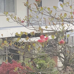 迷惑駐車/お花/くろ/にこ/黒猫 なんだかなと思ってたらうちの木にお花を見…(1枚目)
