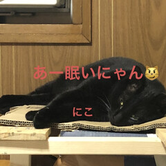 晩ご飯/めん/猫/にこ/黒猫 こんばんはです。
今日も一日お疲れ様です…(8枚目)