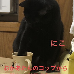晩ご飯/めん/猫/黒猫/にこ/癒し/... こんばんはです。今日も一日お疲れ様です。…(4枚目)