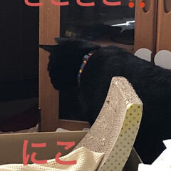 黒猫/癒し/猫飼いのしあわせ/ちび/めん/にこ/... リビングの座り机の下にマットを敷きました…(4枚目)