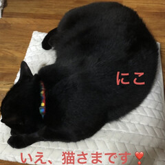 黒猫/にこ/晩ご飯 こんばんはです。今日は暖かいです一日でし…(2枚目)