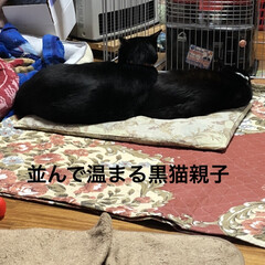 朝ご飯/めん/猫/くろ/にこ/黒猫/... おはようございます。今朝も寒うございまし…(4枚目)