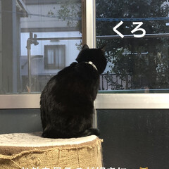 朝ご飯/めん/猫/にこ/くろ/黒猫 今年も朝から猫さまはぬくぬく😼😽😸
おか…(4枚目)