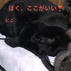 晩ご飯/猫飼いのしあわせ/癒し/猫/めん/黒猫/... 晩ご飯はワンプレート😋
梅ご飯をおにぎり…(4枚目)