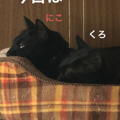 朝ご飯/空/猫飼いのしあわせ/癒し/めん/黒猫/... 今朝は寒かった😵まだ先週から薬の量が変わ…(4枚目)