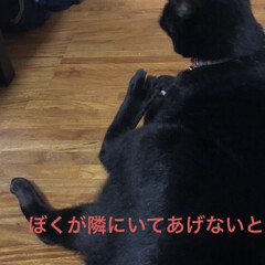 にこ/黒猫/モーニングセット/おうちごはん/猫 おはようございます😊
今日は曇り空かな？…(3枚目)