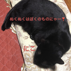 朝ご飯/めん/猫/にこ/くろ/黒猫 今年も朝から猫さまはぬくぬく😼😽😸
おか…(6枚目)