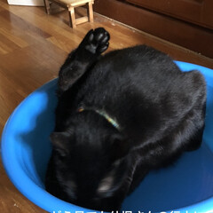 にこ/黒猫/癒し/猫飼のしあわせ/夏対策 お湯遊びで使ってるたらいは慣れる為に
リ…(2枚目)