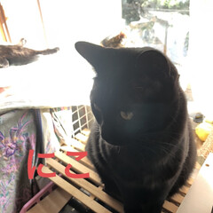 贈り物/めん/猫/にこ/くろ/黒猫 開店に合わせて行くのに外へ出ると雪😳
え…(3枚目)