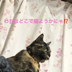 猫/めん 昨日のめんちゃん💕
大好きなおとうたんの…(4枚目)