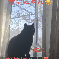 朝ご飯/猫/めん/くろ/にこ/黒猫/... おはようございます☀
青空ですね☀️猫た…(3枚目)