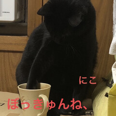 晩ご飯/めん/猫/黒猫/にこ/癒し/... こんばんはです。今日も一日お疲れ様です。…(2枚目)