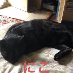 黒猫/にこ/くろ/猫飼のしあわせ/癒し/猫/... やっとゆっくりできると思ったら猫様の圧力…(2枚目)