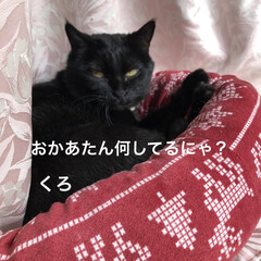 お昼ご飯/黒猫/くろ/にこ/猫/めん こんばんはです。
今日も一日お疲れ様です…(2枚目)