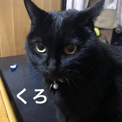 空/にこ/黒猫/猫/めん/くろ/... おはようございます😊
雨降ってます☔️お…(3枚目)