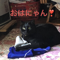 ハロウイーン/黒猫/にこ/猫/めん おはようございます☁️
今日も朝から猫さ…(3枚目)