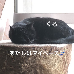 黒猫/にこ/くろ/猫/めん こんばんはです。
世間ではお盆休みだった…(6枚目)