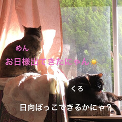 お昼ご飯/晩ご飯/猫/めん/黒猫/くろ/... 今日も一日お疲れ様です。
朝は寒かったけ…(3枚目)