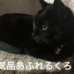 晩ご飯/猫飼いのしあわせ/癒し/猫/めん/黒猫/... こんばんは😊
今日も暑かったですね。
晩…(4枚目)