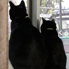 親子/猫/めん/黒猫/くろ/にこ/... 日差しがいっぱいの良いお天気。我が家は窓…(4枚目)