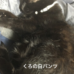 晩ご飯/黒猫/くろ/にこ/猫/めん こんばんはです。
今日も一日お疲れ様でし…(5枚目)
