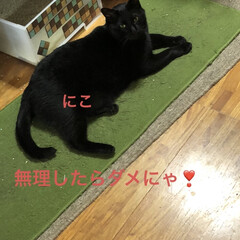 晩ご飯/めん/猫/黒猫/くろ/にこ おはようございます☀
いいお天気です。暑…(6枚目)