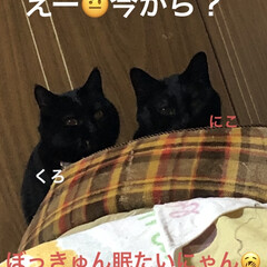 晩ご飯/黒猫/にこ/くろ/猫/めん/... おはようございます☁️
寒い空😵今日は出…(9枚目)