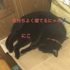 晩ご飯/猫/めん/黒猫/くろ/にこ こんばんはです。
今日も一日お疲れ様です…(9枚目)