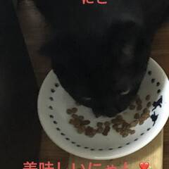 朝ご飯/空/晩ご飯/にこ/くろ/黒猫/... おはようございます☀
連休明け平常が戻り…(7枚目)