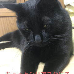 お昼ご飯/猫/めん/にこ/くろ/黒猫 こんにちは。雨の一日☔️おうちでまったり…(4枚目)