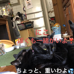 にこ/黒猫/猫/くろ/猫飼いのしあわせ/癒し (3枚目)