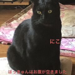 晩ご飯/黒猫/くろ/にこ/猫/めん こんばんはです。
今日も一日お疲れ様でし…(7枚目)
