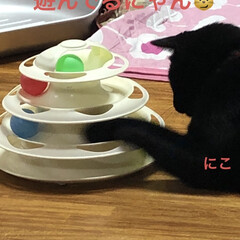 空/くろ/にこ/黒猫/めん/猫 おはようございます☁️
今朝も猫たちは元…(5枚目)