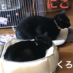 にこ/黒猫/猫/くろ/猫飼いのしあわせ/癒し (2枚目)