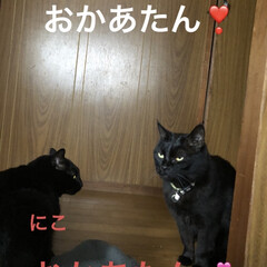 晩ご飯/黒猫/くろ/にこ/めん/猫 こんばんはです。今日も猫たちは元気に過ご…(3枚目)