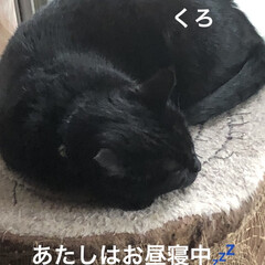 黒猫/にこ/くろ/猫/めん こんばんはです。
世間ではお盆休みだった…(3枚目)