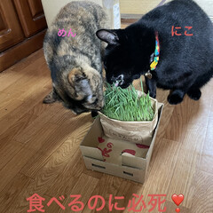 「うちの猫さまたち今日も元気😺😸😼
家で育…」(9枚目)