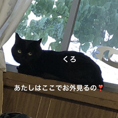 にこ/くろ/黒猫/めん/猫 おはようございます☀
昨日の猫さま大集合…(5枚目)