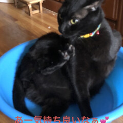 にこ/黒猫/癒し/猫飼のしあわせ/夏対策 お湯遊びで使ってるたらいは慣れる為に
リ…(3枚目)